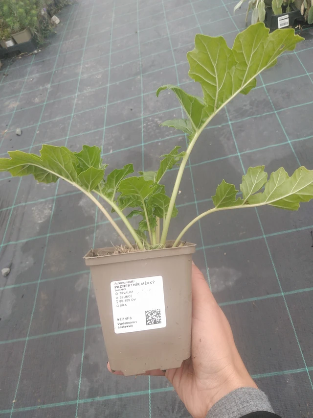 Bear's Breeches měkký - 10. 10. 2025