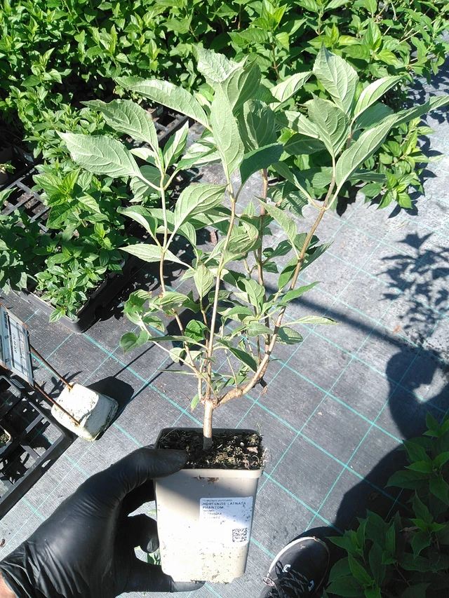 Puutarhahortensia Phantom - 19. 8. 2025