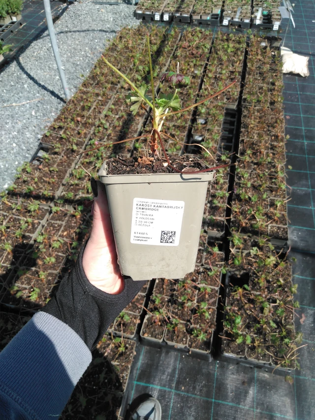 Kurjenpolvi Cambridge - 13. 5. 2025