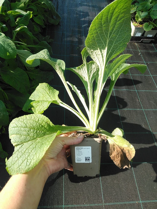 Dedalera Sutton’s Apricot - 19. 8. 2025