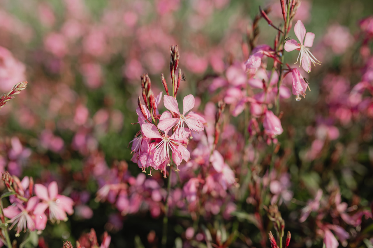 Svíčkovec Siskiyou Pink, Loukykvět