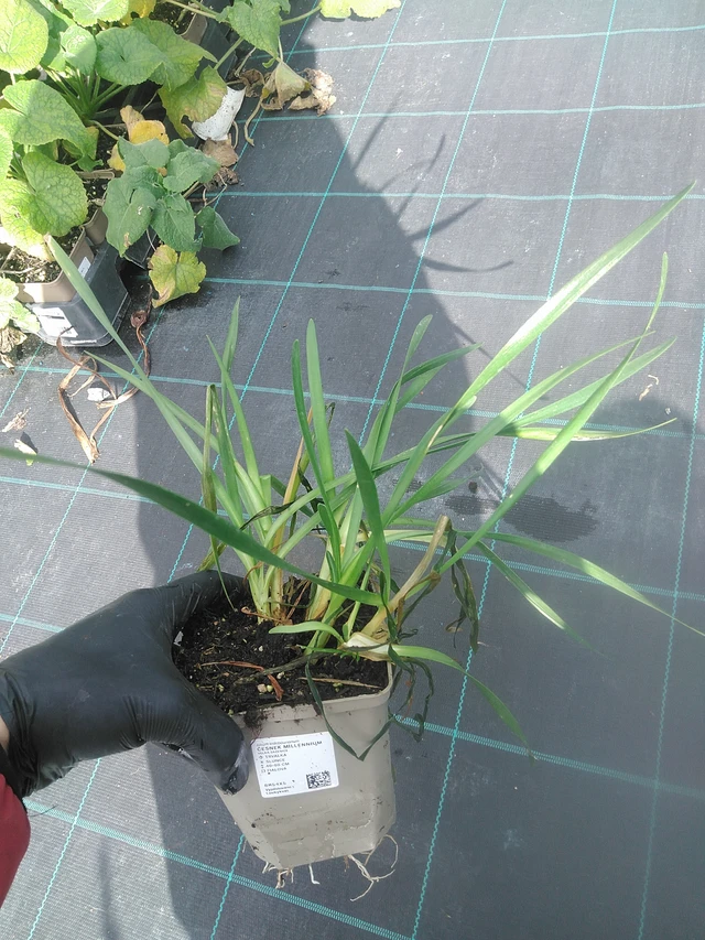 Laukka Millennium - 13. 10. 2025