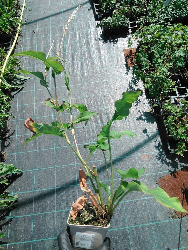 Persicaria Alba - 19. 8. 2025