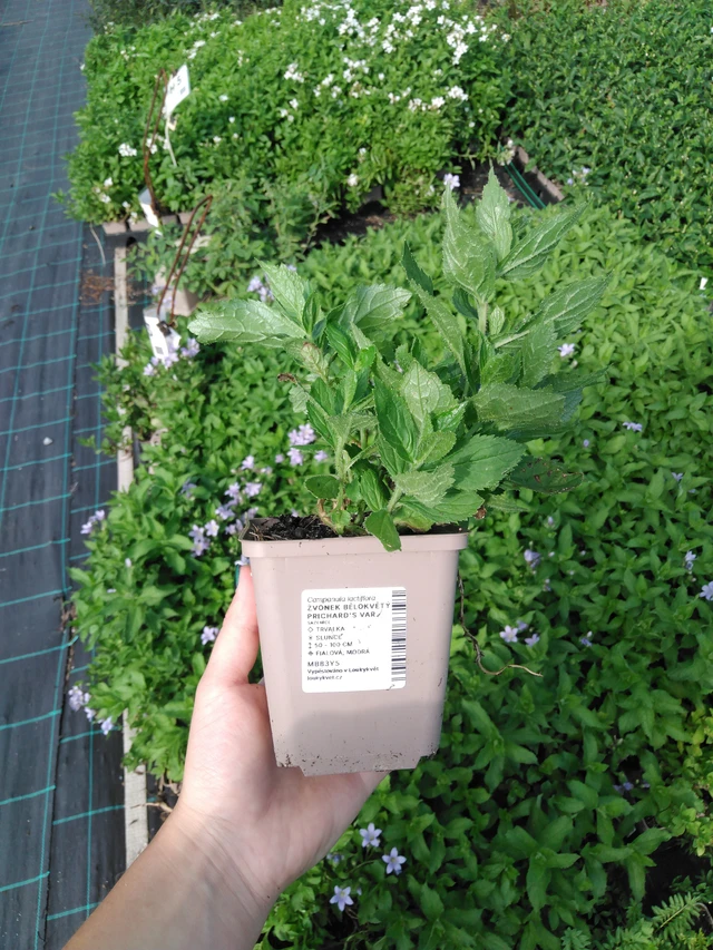 Kellokukka Prichard's Var. - 2024