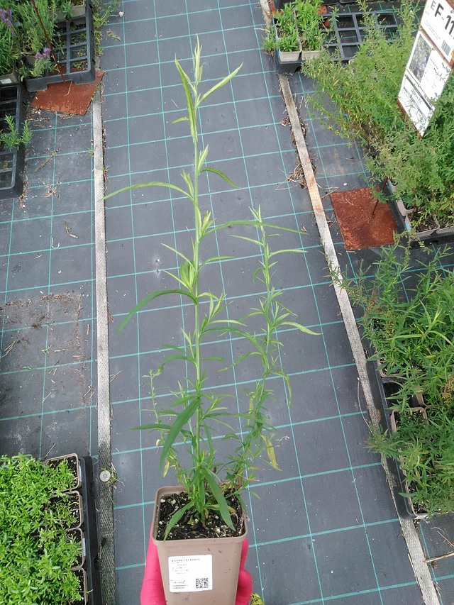 Aster Erlkönig - 29. 7. 2025