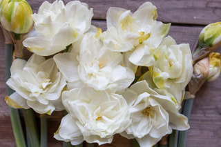 Narcis White Medal, Loukykvět