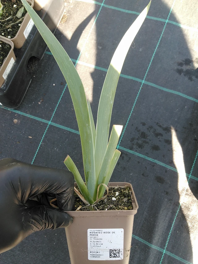 Iiris Rose de Perse - 19. 8. 2025