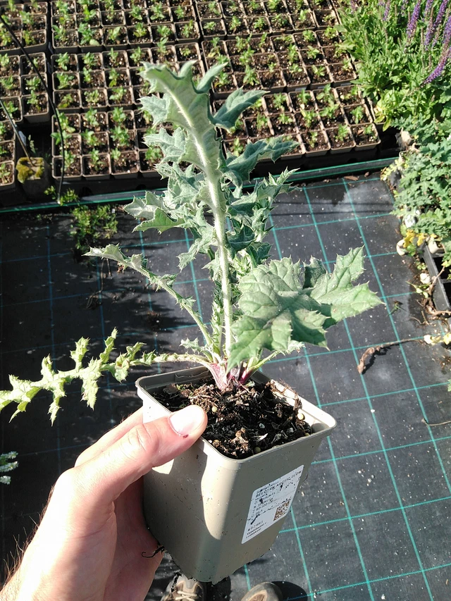 Sinipallo-ohdake Arctic Glow - 24. 6. 2025