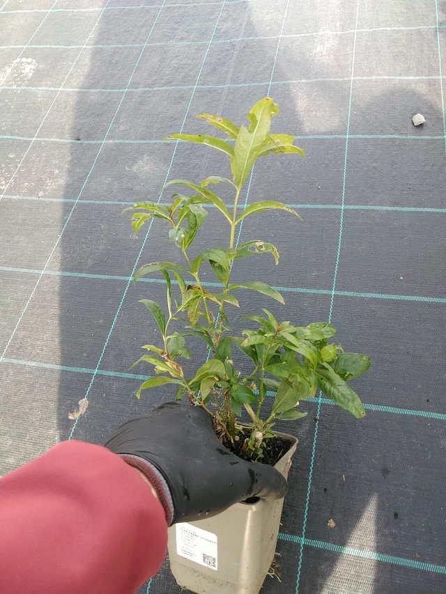 Flox Franz Schubert - 31. 10. 2025