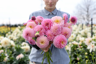 Jiřina Hamari Rose, Loukykvět