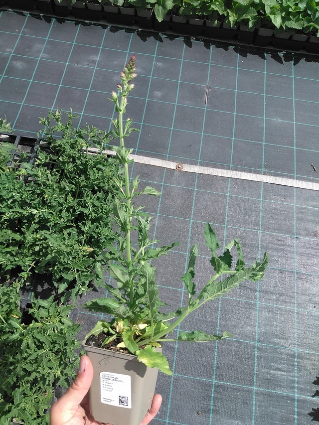 Šalvěj hajní Schwellenburg - 24. 6. 2025