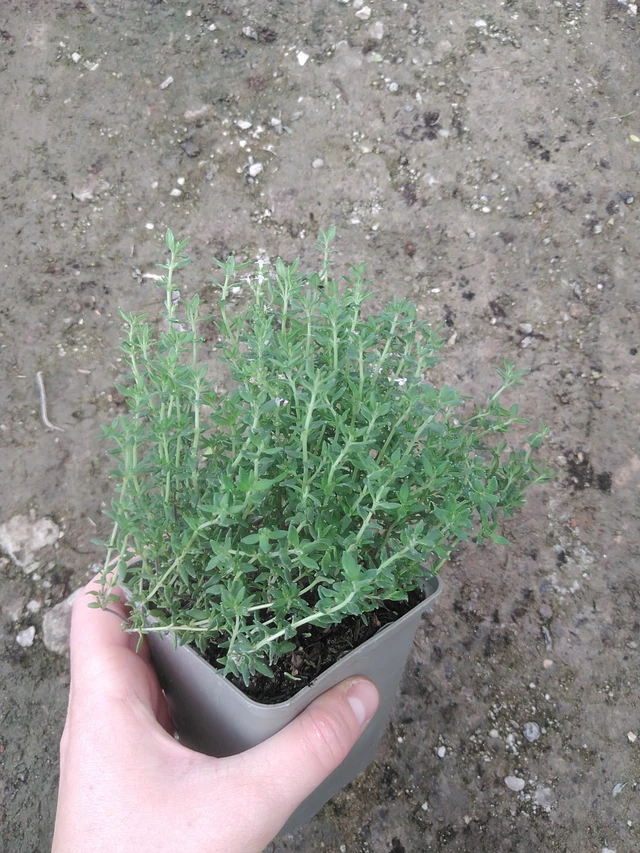 Tymián obecný Compactus - 17. 7. 2025