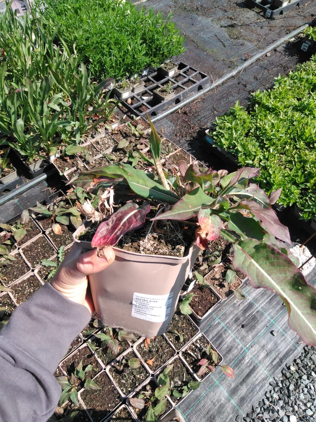 Persicaria Alba - 13. 5. 2025