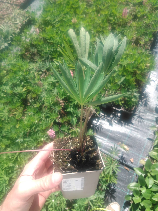 Altramuz Gallery Pink - 2024