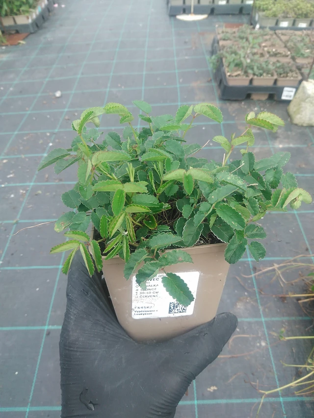 Verikurjenpolvi Tanna - 10. 9. 2025