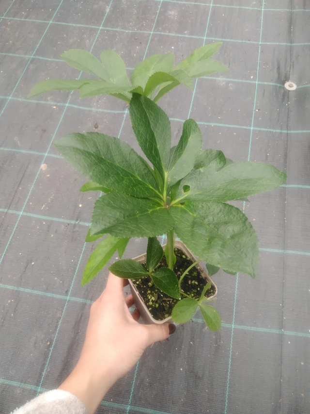 Hellebore Pretty Ellen White Spotted - 2024