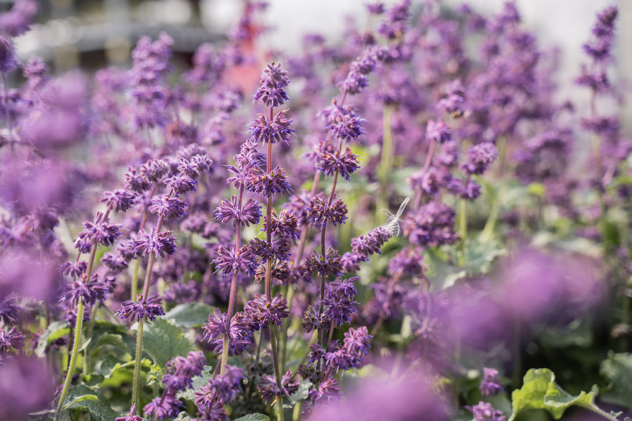 Sauge verticillée Purple Rain, Loukykvět