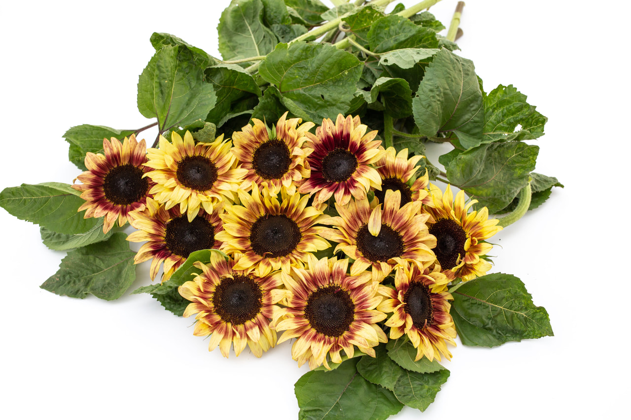 Zonnebloem ProCut Red Lemon BiColor, Loukykvět