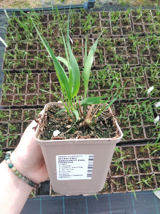 Isosiniheinä Karl Foerster - 2024