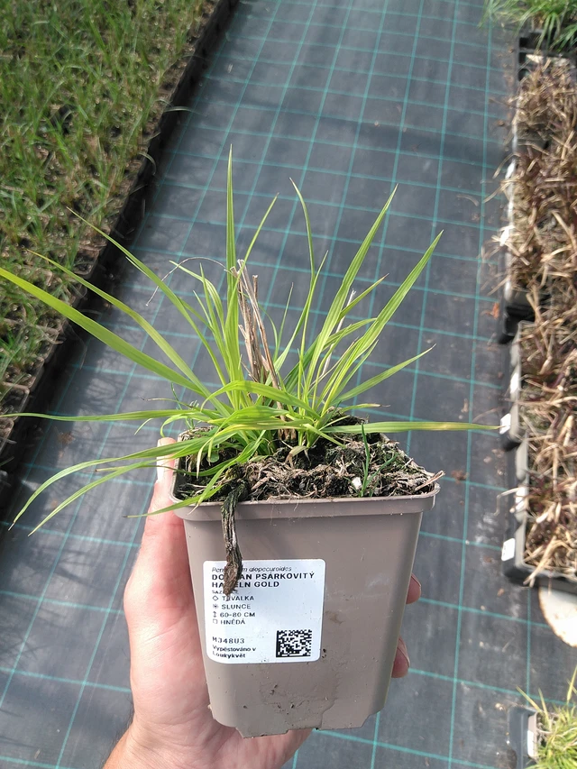 Dochan psárkovitý Hameln Gold - 27. 6. 2025