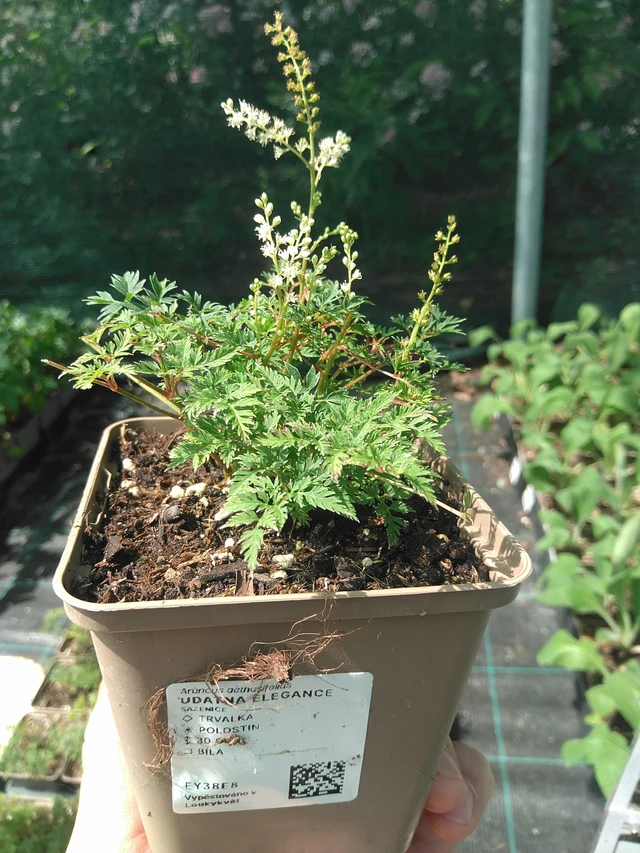 Udatna Elegance - 24. 6. 2025