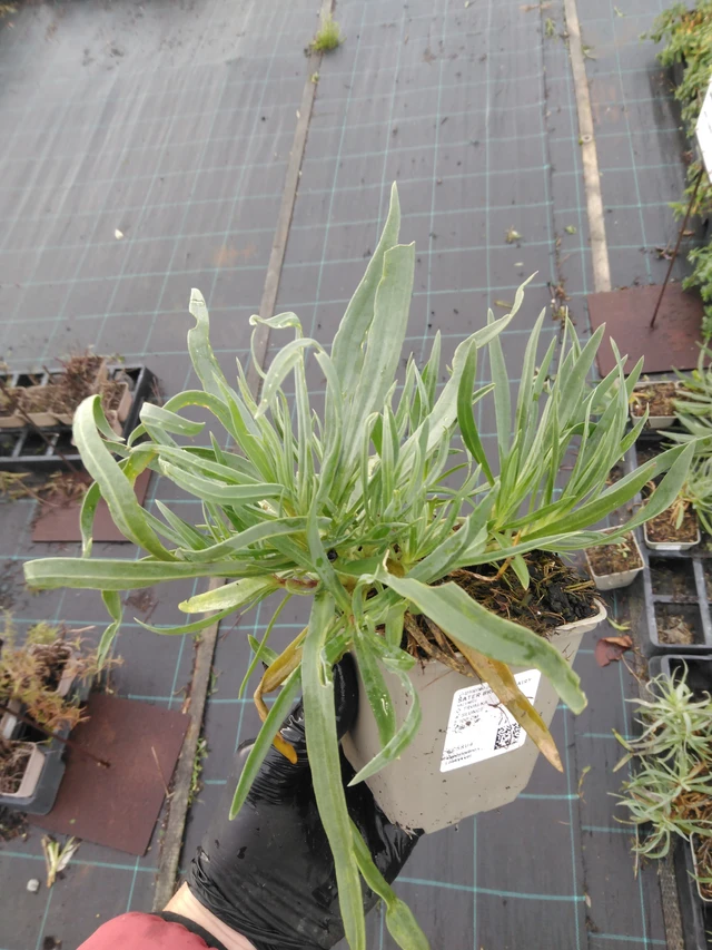 Gypsophila Bristol Fairy - 23. 10. 2025