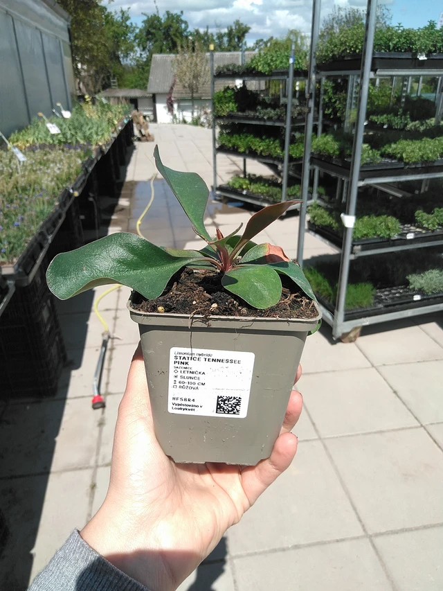 Statice Tennessee Pink - 15. 5. 2025