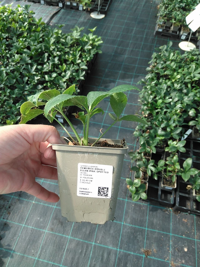 Eléboro Double Ellen Pink Spotted - 11. 7. 2025