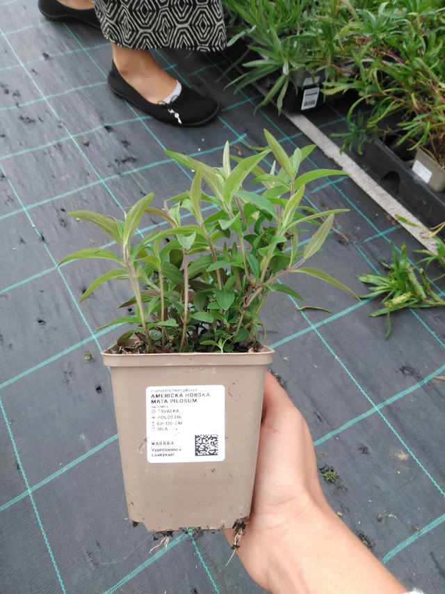 Menta de montaña americana Pilosum - 11. 9. 2025