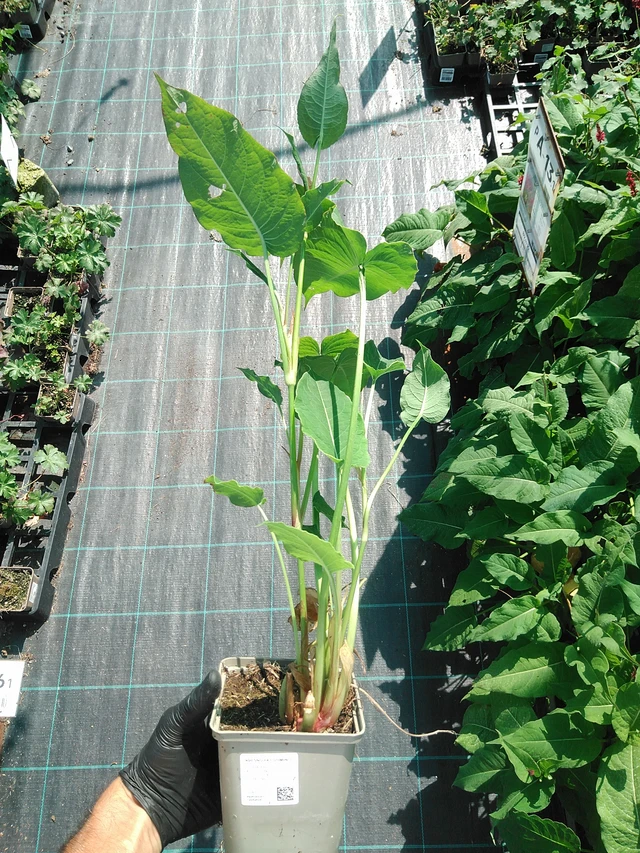 Knotweed Fat Domino - 19. 8. 2025