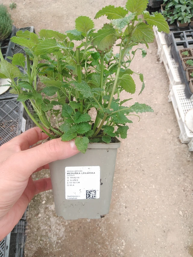 Meduňka lékařská - 1. 8. 2025