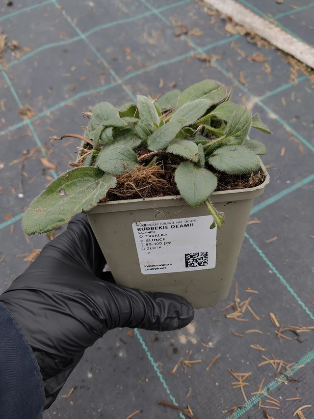 Rudbékie Deamii - 31. 3. 2026