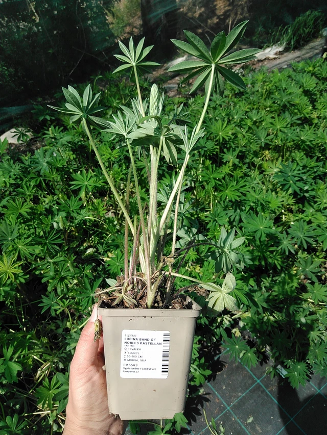 Altramuz Band of Nobles Kastellan - 13. 5. 2025