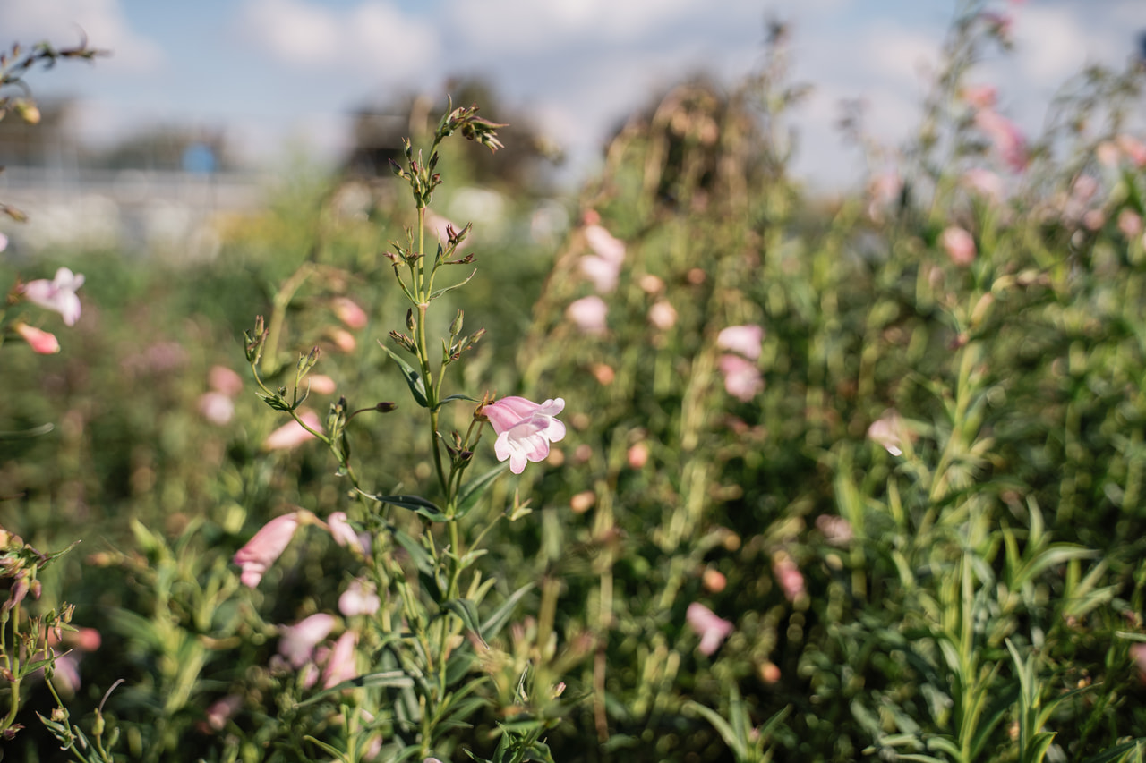 Bugatölcsér Apple Blossom, Loukykvět