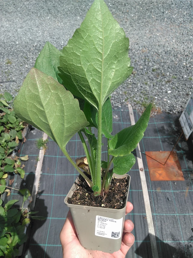 Rudbeckia Green Wizard - 24. 6. 2025