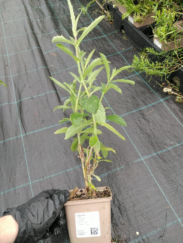 Verbena - 10. 9. 2025