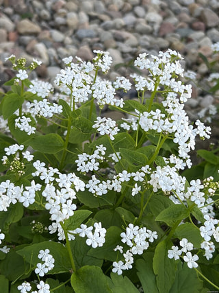 Pomněnkovec Betty Bowring, Loukykvět