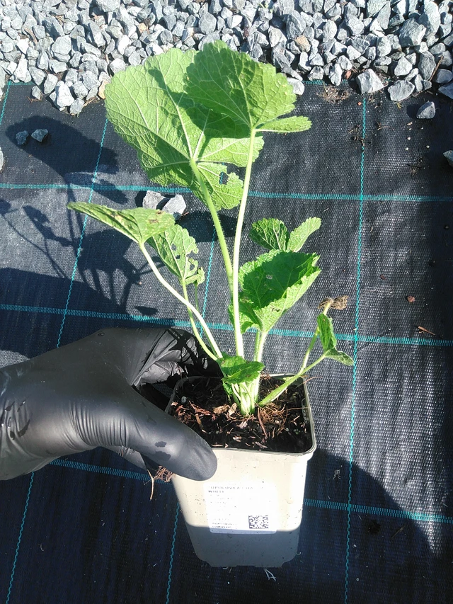 Malva Chaters White - 1. 9. 2025