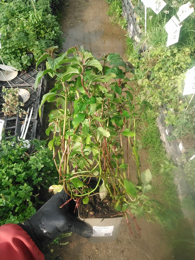 Menta albahaca - 13. 10. 2025