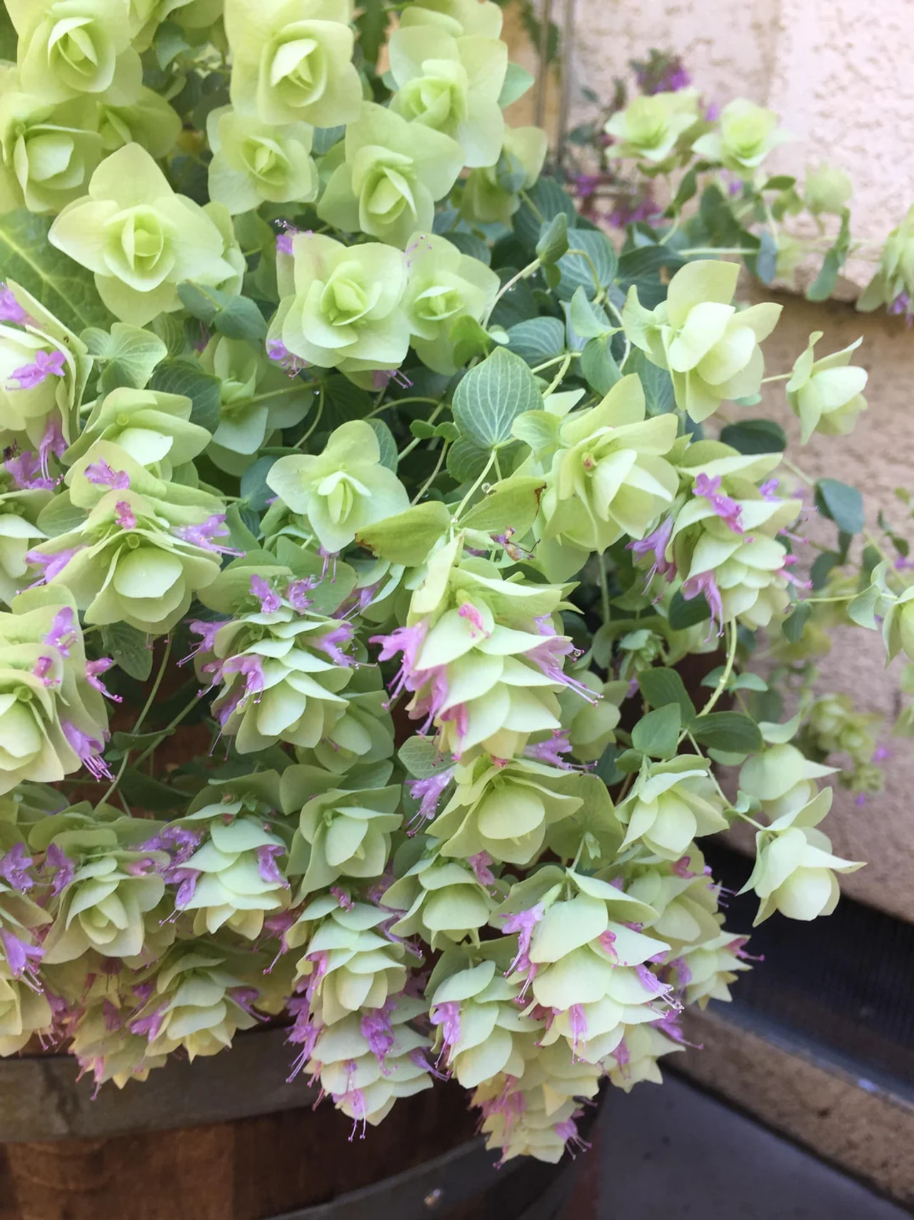 Okrasné oregano Kent Beauty, Loukykvět