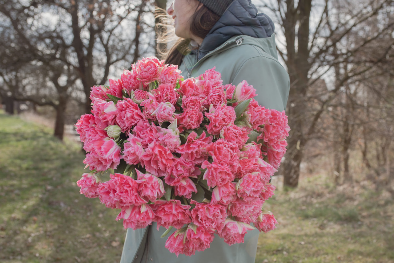 Tulipán Crispion Sweet, Loukykvět