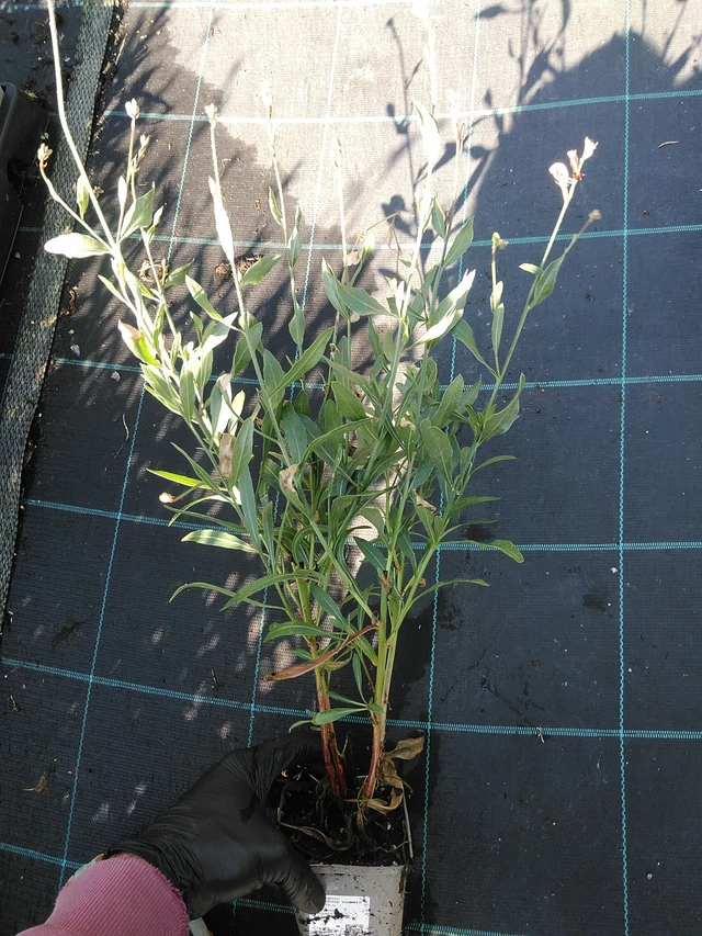 Kiiltomalva Summer Breeze - 19. 8. 2025