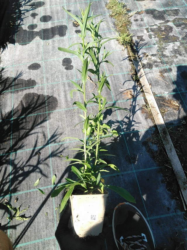 Aster Primavera - 19. 8. 2025