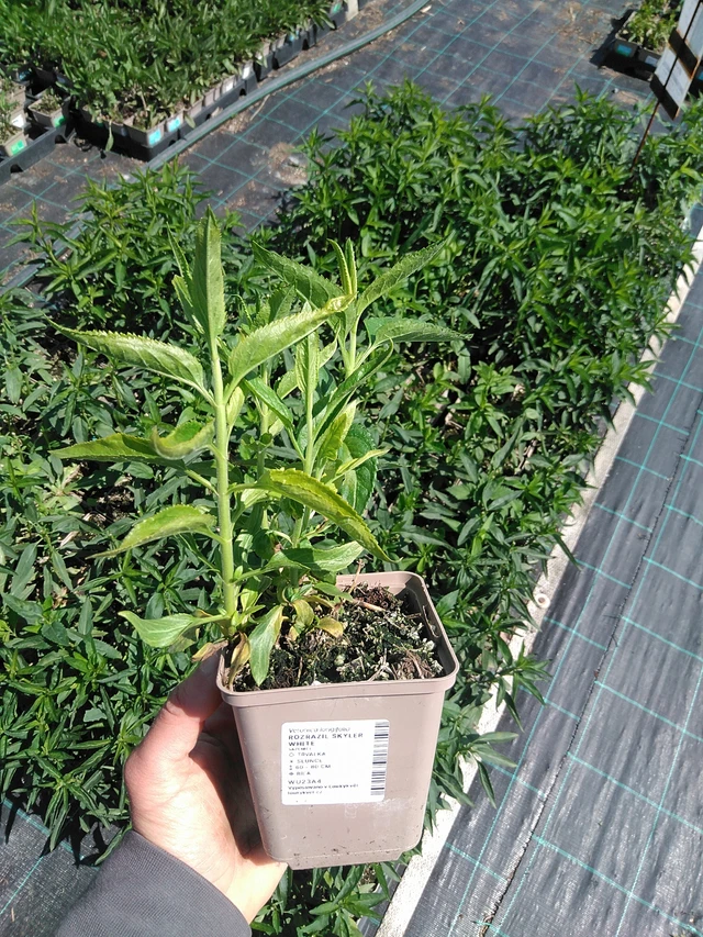 Veronika Skyler White - 13. 5. 2025