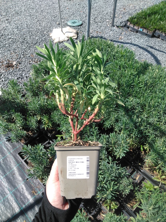 Euforbia Wulfenii - 13. 5. 2025