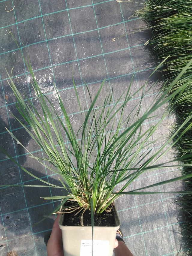 Metlice trsnatá Palava - 1. 7. 2025