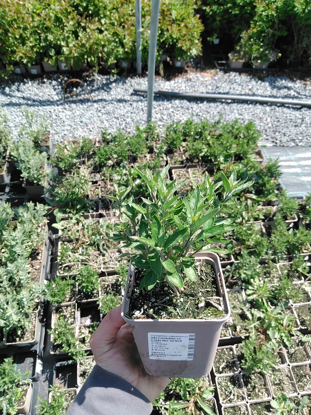 Perovskia Sterling Silver - 13. 5. 2025