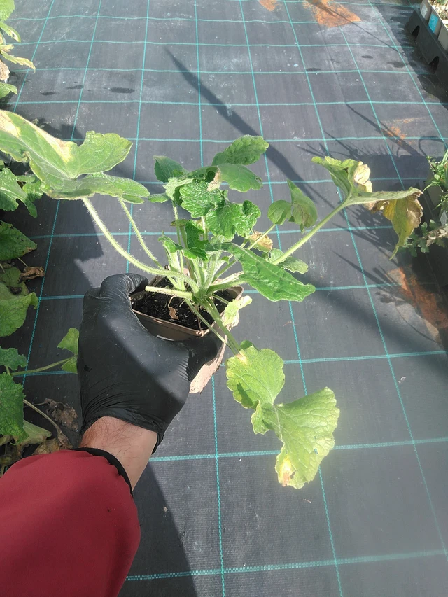 Honesty white - 13. 10. 2025