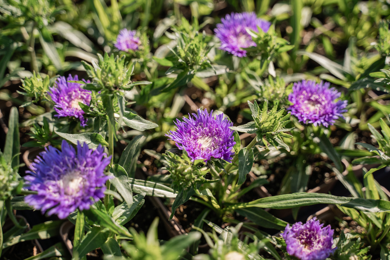 Stokésie Klaus Jelitto, Loukykvět
