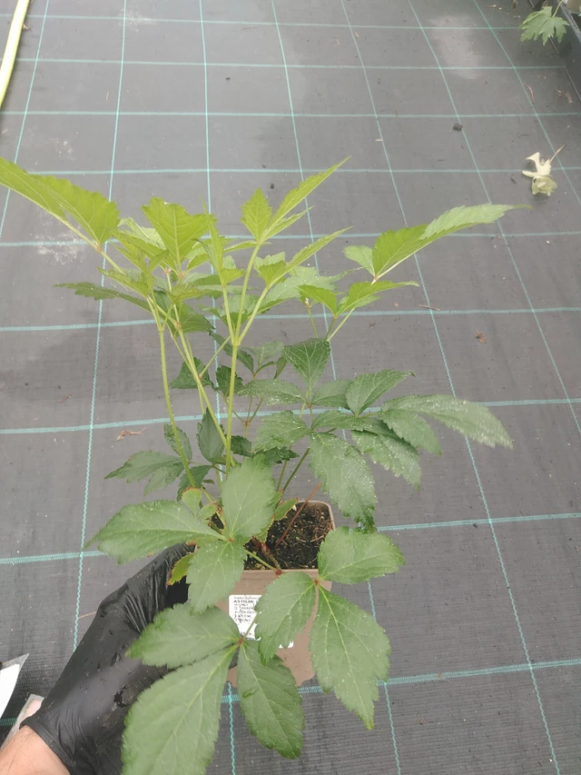 Astilbe Europa - 4. 8. 2025